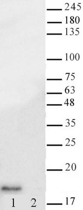 AbFlex Histone H3 acetyl Lys14 (rAb) antibody tested by Western blot. HeLa nuclear extract (20 ug per lane) was probed with Histone H3 acetyl Lys14 antibody at 2 micro;g/ml. Lane 1: Sodium Butyrate Lane 2: No treatment.