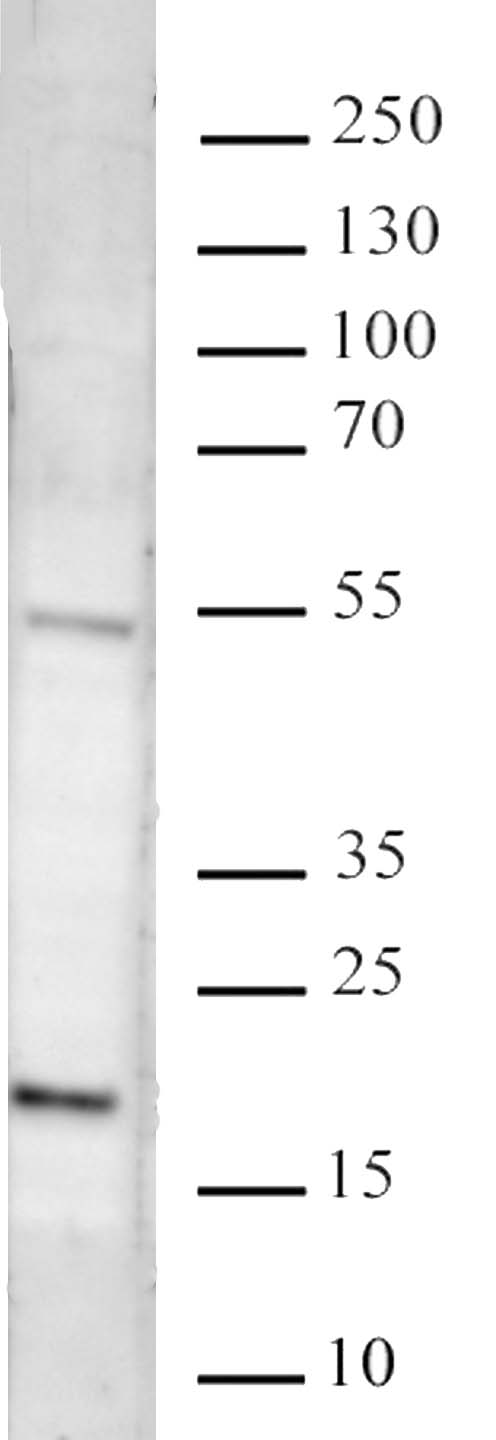 AbFlex Histone H3K27me3 antibody specificity is shown by Western Blot. 20 ug of HeLa cell nuclear extract* was run on SDS-PAGE and probed with AbFlex Histone H3K27me3 antibody at 0.5 ug/ml.