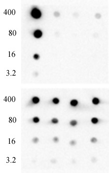 AbFlex Histone H3K4me0 antibody specificity is shown by Dot Blot. Recombinant proteins (ng amounts indicated next to each row) were spotted onto PVDF as follows: Lane 1 - Histone H3 (C110A), Cat. No. 31207; Lane 2 - Histone H3K4me1 (EPL), Cat. No. 31287; Lane 3- Histone H3K4me2 (EPL), Cat. No. 31277; Lane 4 - Histone H3K4me3 (EPL), Cat. No. 31278. Top Panel was probed with AbFlex Histone H3K4me0 antibody at 0.1 ug/ml. Bottom Panel was probed with Histone H3 mAb (Clone 1B1-B2), Cat. No. 61475, at 1 ug/ml.