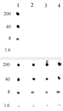 AbFlex Histone H3K4me0 antibody specificity is shown by Dot Blot. Recombinant proteins were spotted onto PVDF as follows: Lane 1 - Histone H3 (C110A), Cat. No. 31207; Lane 2 - Histone H3K4me1 (EPL), Cat. No. 31287; Lane 3- Histone H3K4me2 (EPL), Cat. No. 31277; Lane 4 - Histone H3K4me3 (EPL), Cat. No. 31278. Top Panel was probed with AbFlex Histone H3K4me0 antibody at 0.5 ug/ml. Bottom Panel was probed with Histone H3 mAb (Clone 1B1-B2), Cat. No. 61475, at 1 ug/ml.