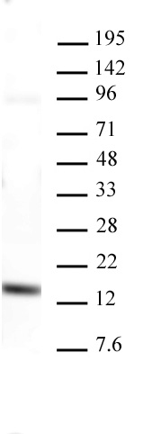 AbFlex Histone H3K4me3 recombinant antibody (rAb) tested by Western blot 20 ug of HeLa cell extract was run on SDS-PAGE and probed with AbFlex Histone H3K4me3 antibody at 2 ug/ml