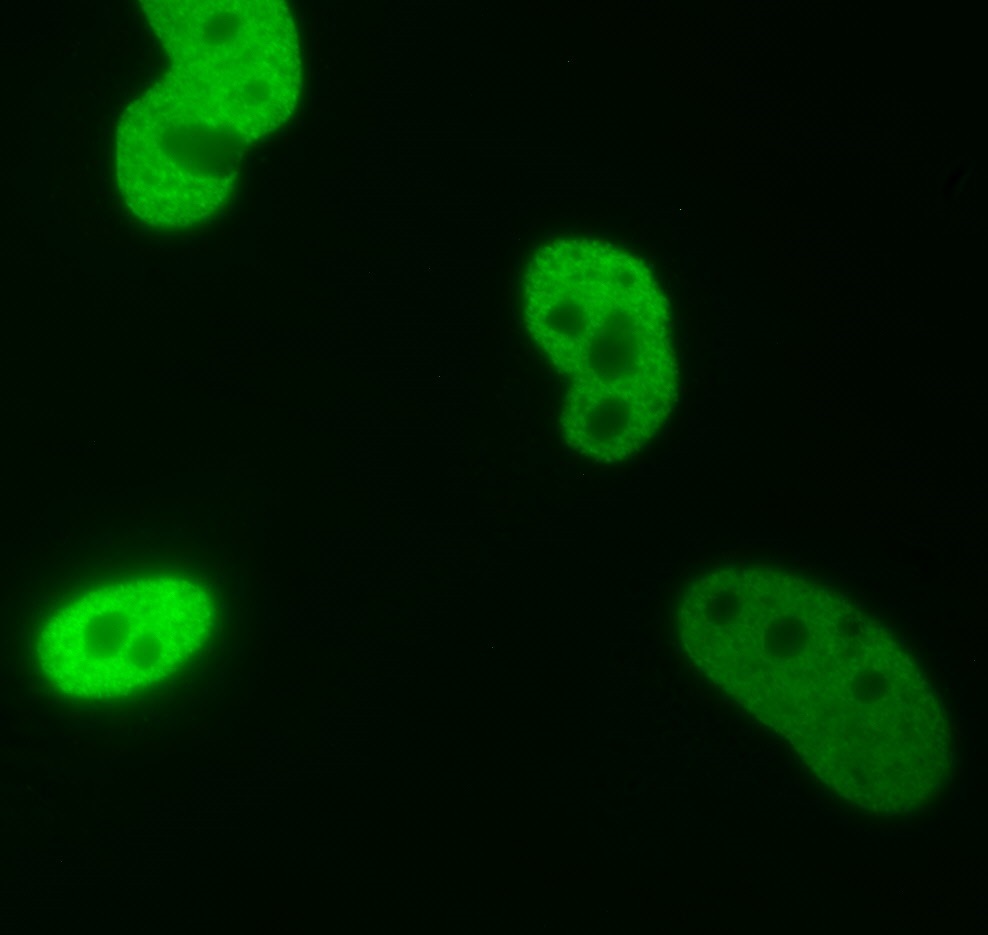 AbFlex Histone H3K9me0 Antibody (rAb) tested by immunofluorescence. HeLa cell stained with 2ug /mL of AbFlex Histone H3K9me0 Antibody (rAb followed by anti-mouse-IgG-488.