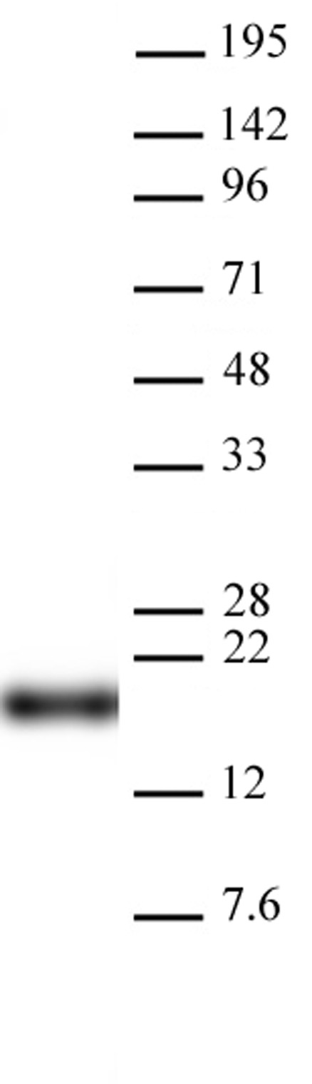 AbFlex Histone H3K9me0 antibody (rAb) tested by Western blot. HeLa nuclear extract (20 ug per lane) probed with AbFlexTM Histone H3K9me0 antibody (0.2 ug/ml dilution).