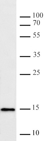 AbFlex Histone H3K9me2 antibody tested by Western blot. 20 ug of HeLa nuclear extract* was run on SDS-PAGE and probed with antibody at 0.5 ug/ml.