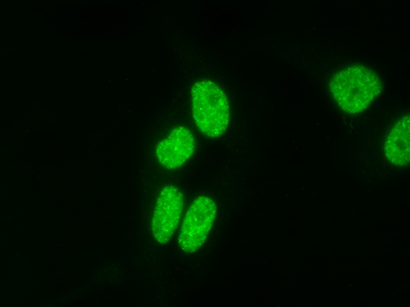 AbFlex H4K20me3 antibody (rAb) tested by immunofluorescence. HeLa cell stained with 2ug /mL of AbFlex H4K20me3 antibody (rAb) followed by anti-mouse-IgG-488.