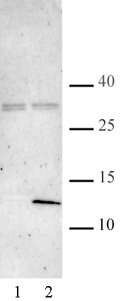AbFlex Histone H4K5ac/K8ac recombinant antibody (rAb) tested by Western blot 20 ug of HeLa cell nuclear extract was run on SDS-PAGE and probed with AbFlex Histone H4K5ac/K8ac antibody at 2 ug/mL. Lane 1: nuclear extract from untreated cells. Lane 2: nuclear extract from cells treated with sodium butyrate.