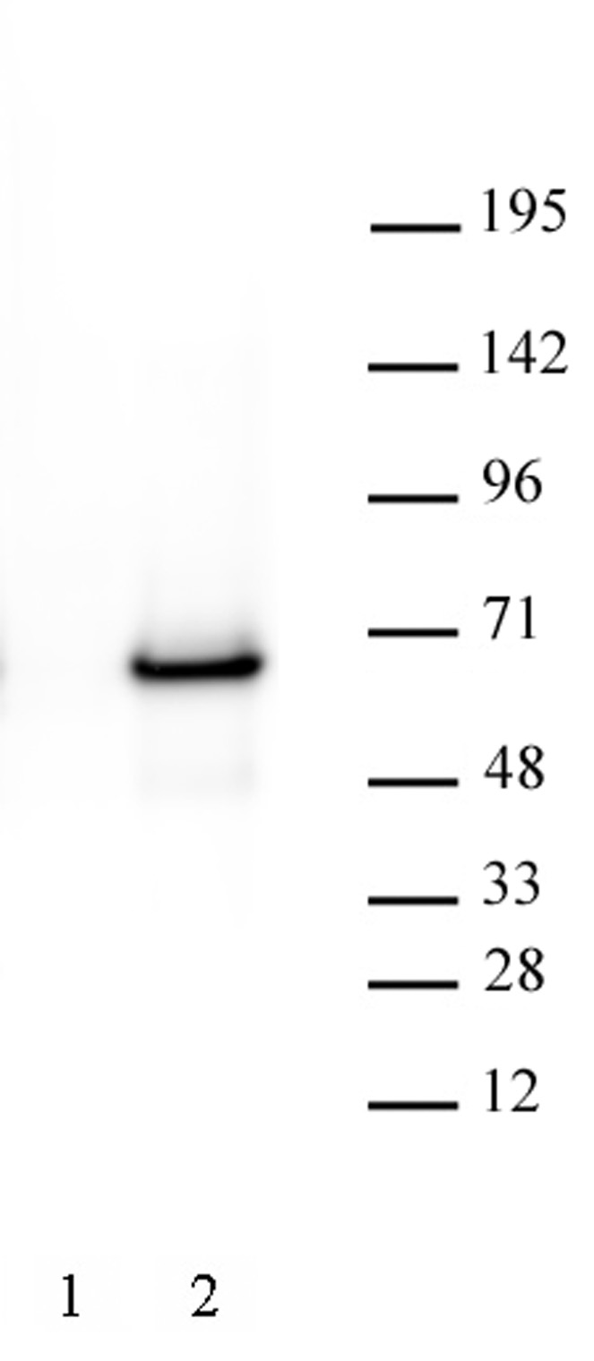 AbFlex c-Myc antibody (rAb) tested by Western Blot. HEK293 cells were transiently transfected with empty vector (Lane 1) or with human c-Myc protein (Lane 2). 10 ug HEK293 whole cell extract was loaded on SDS-PAGE gel and probed with AbFlex c-Myc antibody at 1 ug/ml. MW: 68 kDa.