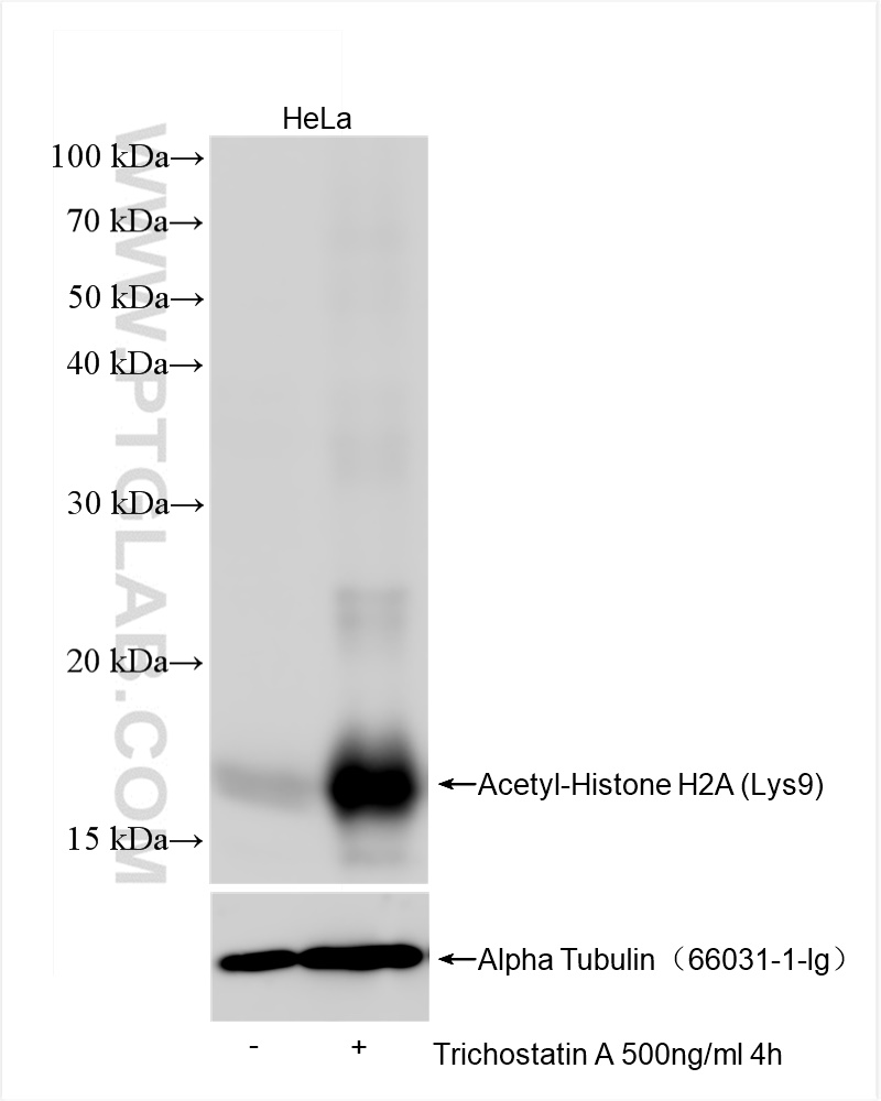 WB analysis of HeLa using 82823-2-RR