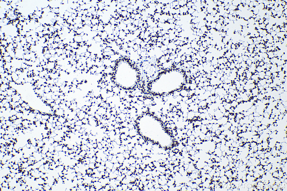 IHC staining of mouse lung using 83041-1-RR