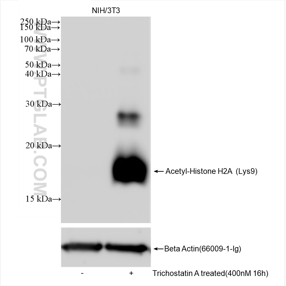 WB analysis of NIH/3T3 using 83041-1-RR (same clone as 83041-1-PBS)