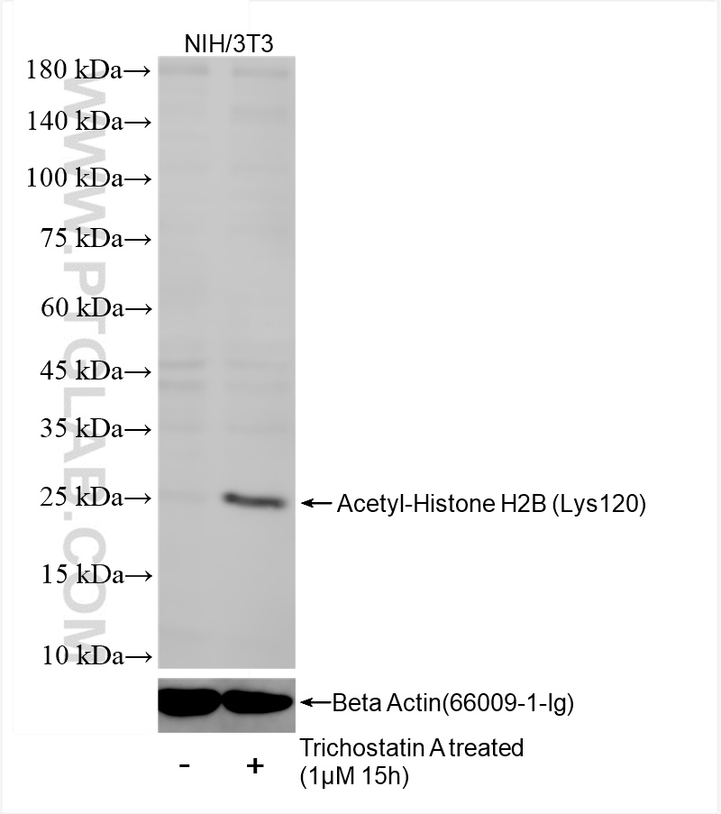 WB analysis of NIH/3T3 using 84551-1-RR