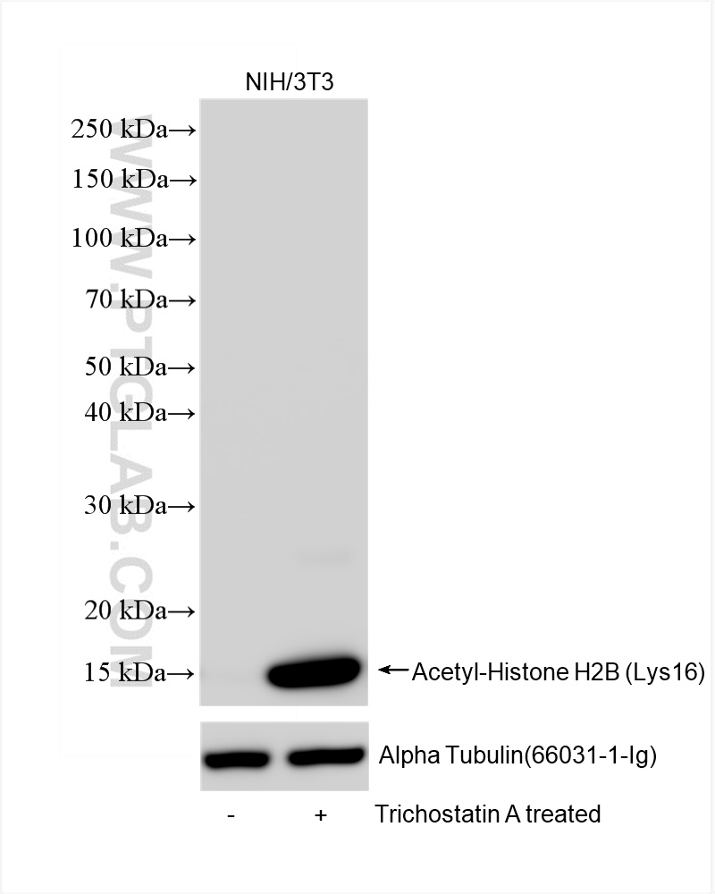 WB analysis of NIH/3T3 using 84446-1-RR (same clone as 84446-1-PBS)