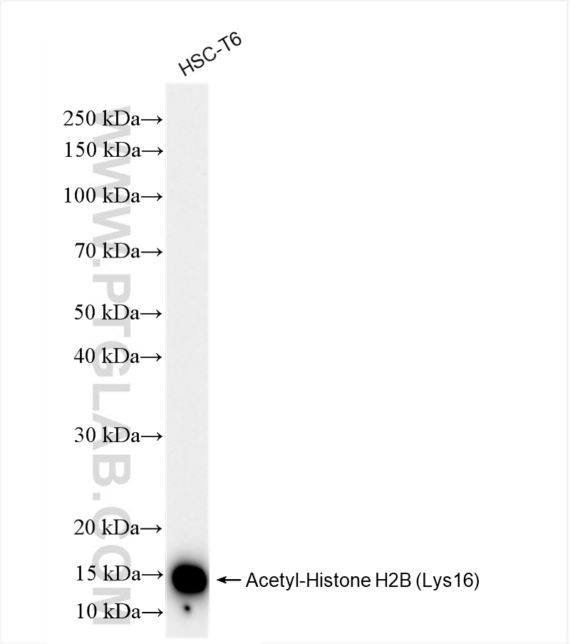 WB analysis of HSC-T6 using 84446-1-RR (same clone as 84446-1-PBS)