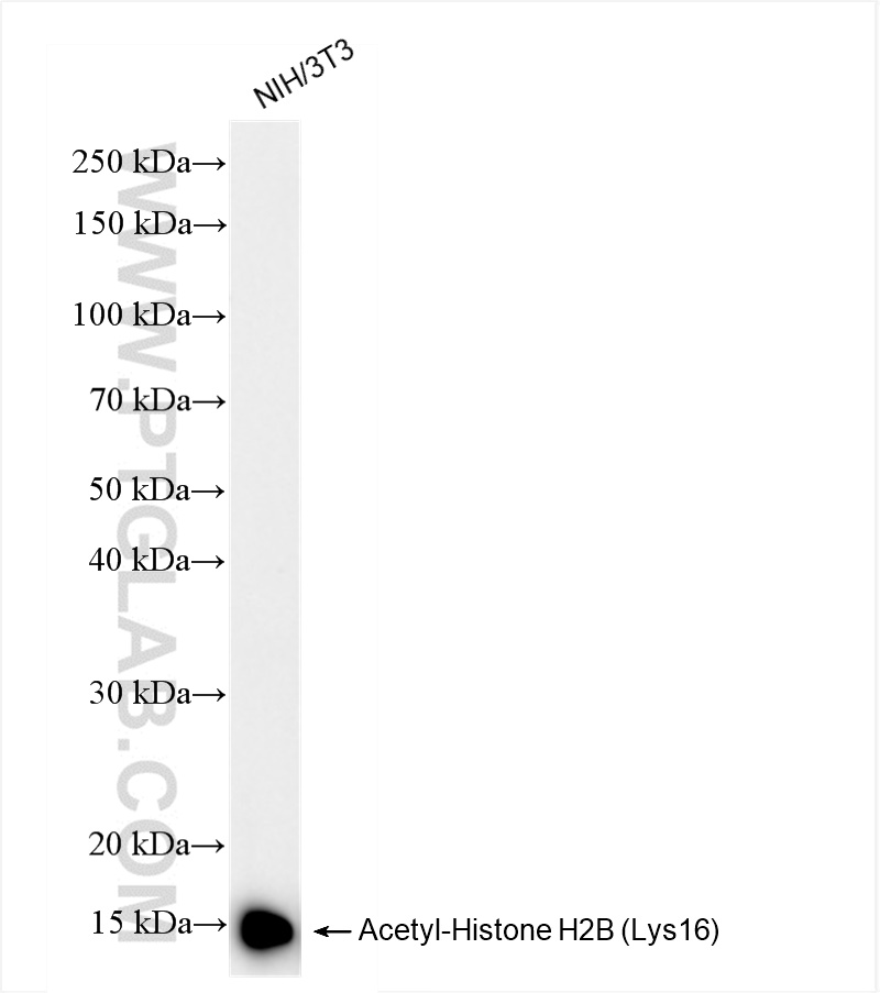 WB analysis of NIH/3T3 using 84446-1-RR (same clone as 84446-1-PBS)