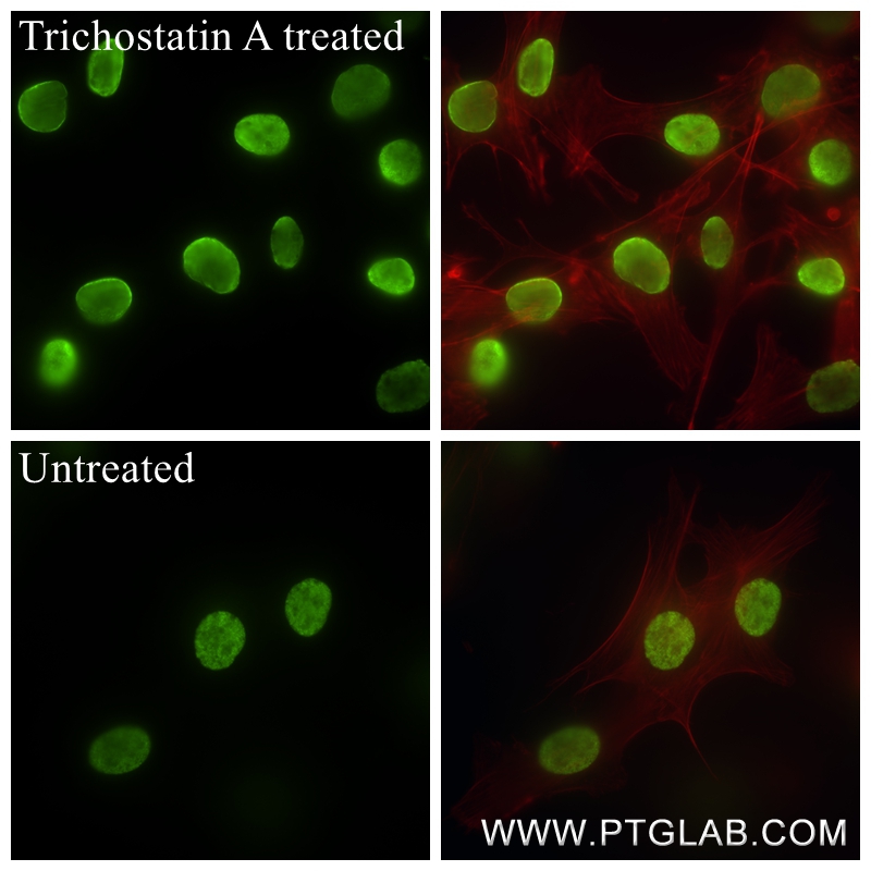 IF Staining of NIH/3T3 using 84446-2-RR (same clone as 84446-2-PBS)