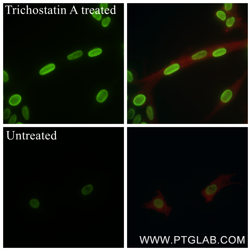 IF Staining of C6 using 84446-2-RR (same clone as 84446-2-PBS)