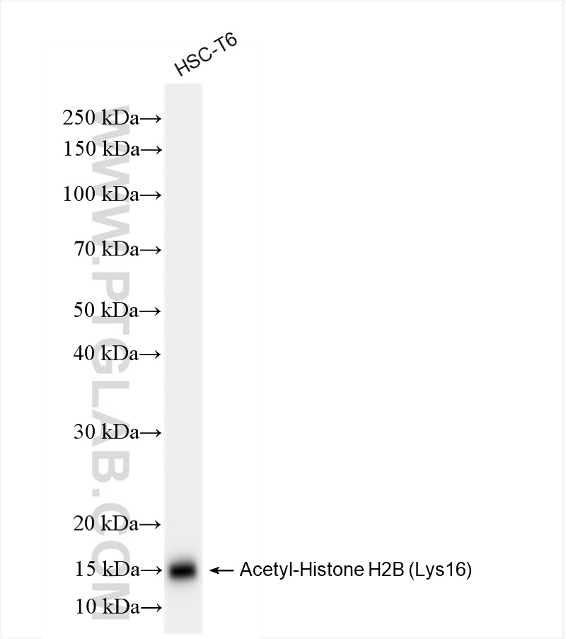 WB analysis of HSC-T6 using 84446-2-RR (same clone as 84446-2-PBS)