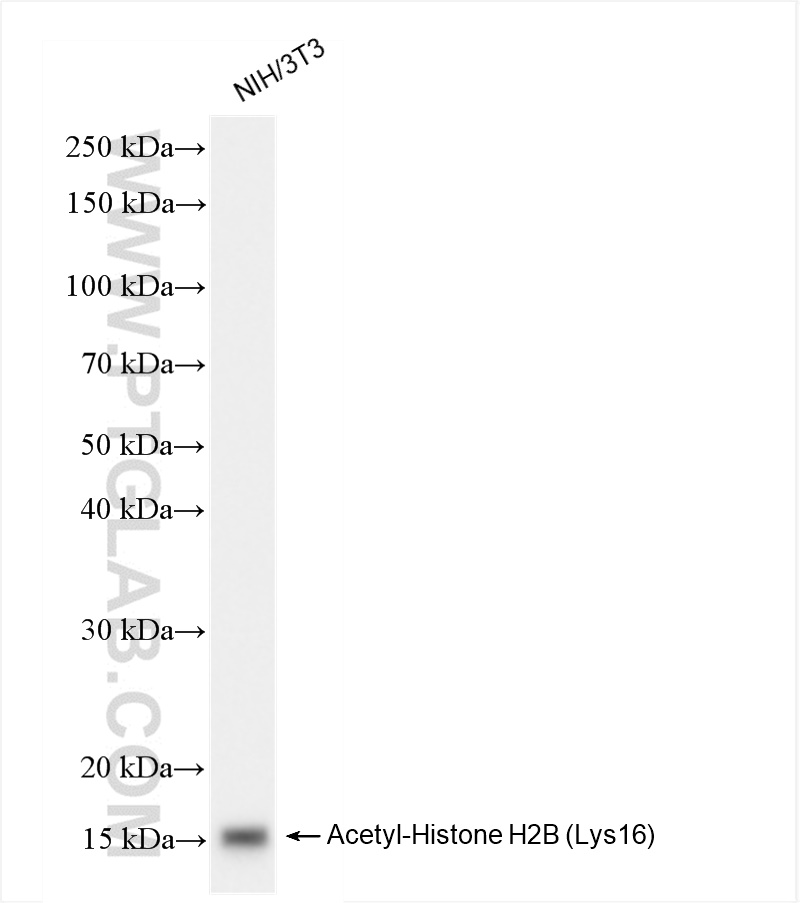 WB analysis of NIH/3T3 using 84446-2-RR (same clone as 84446-2-PBS)