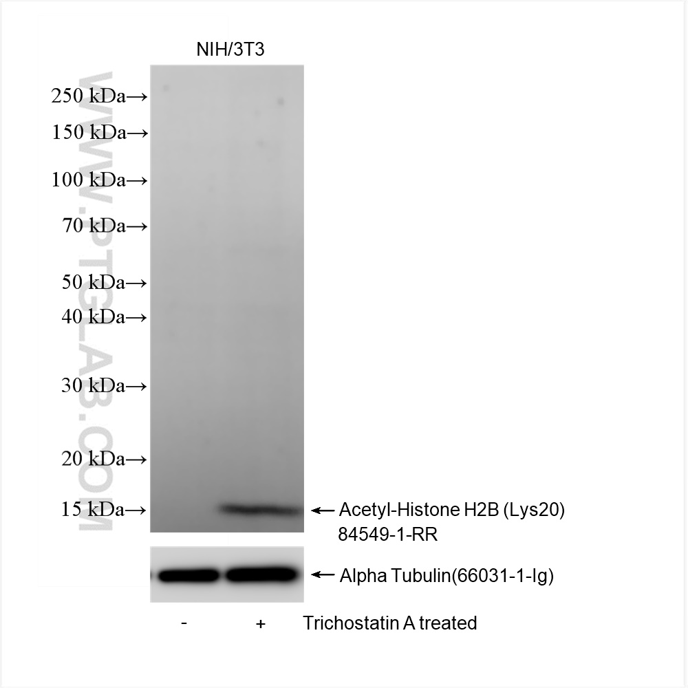 WB analysis of NIH/3T3 using 84549-1-RR