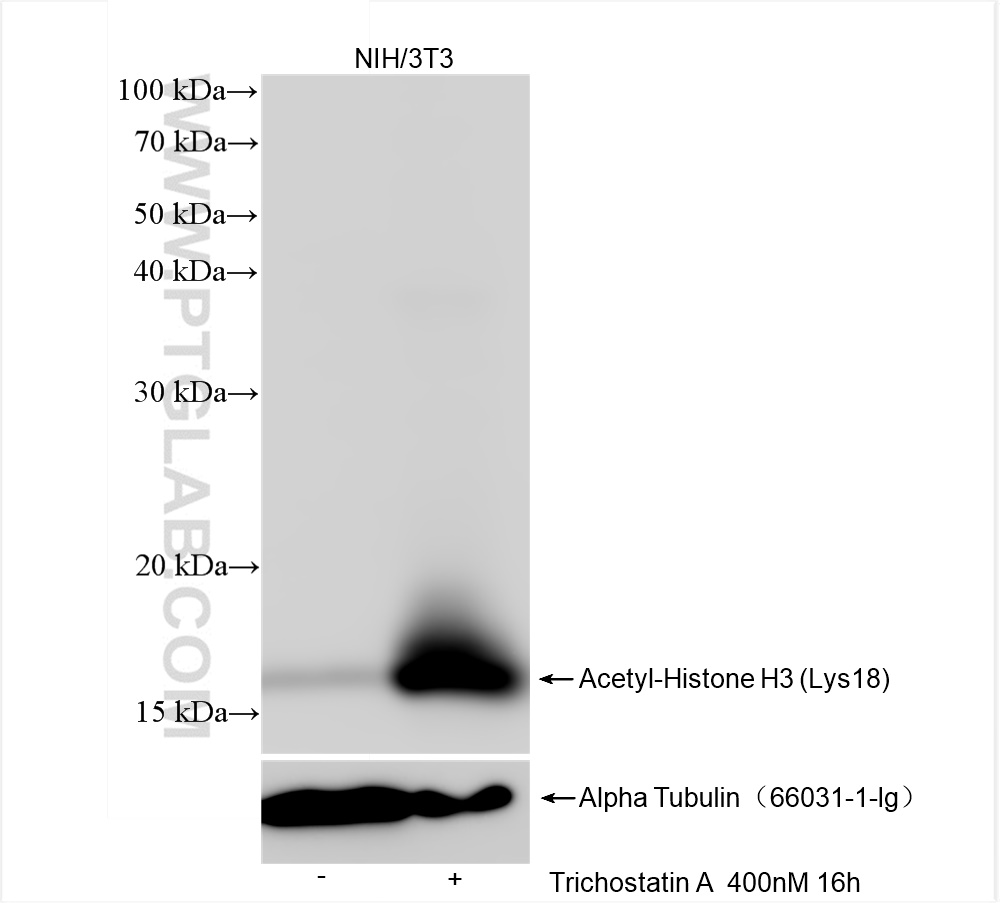 WB analysis of NIH/3T3 using 82832-1-RR