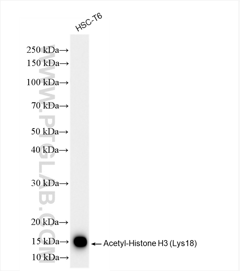 WB analysis of HSC-T6 using 82832-1-RR (same clone as 82832-1-PBS)