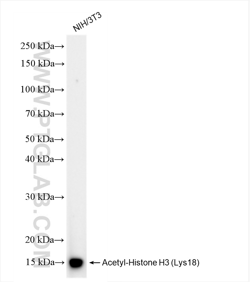 WB analysis of NIH/3T3 using 82832-1-RR