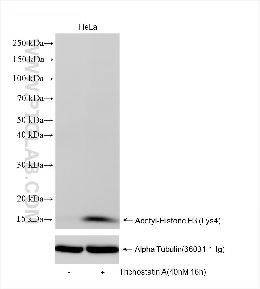 WB analysis of HeLa using 84831-1-RR (same clone as 84831-1-PBS)