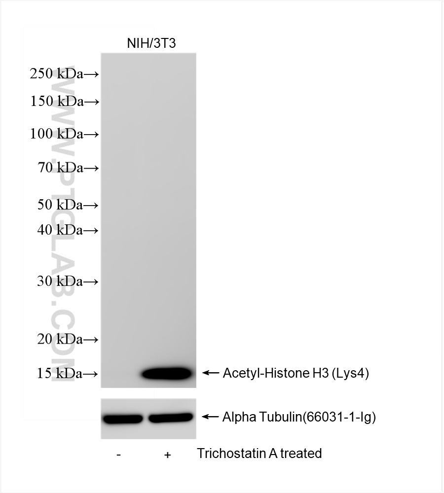 WB analysis of NIH/3T3 using 84831-1-RR