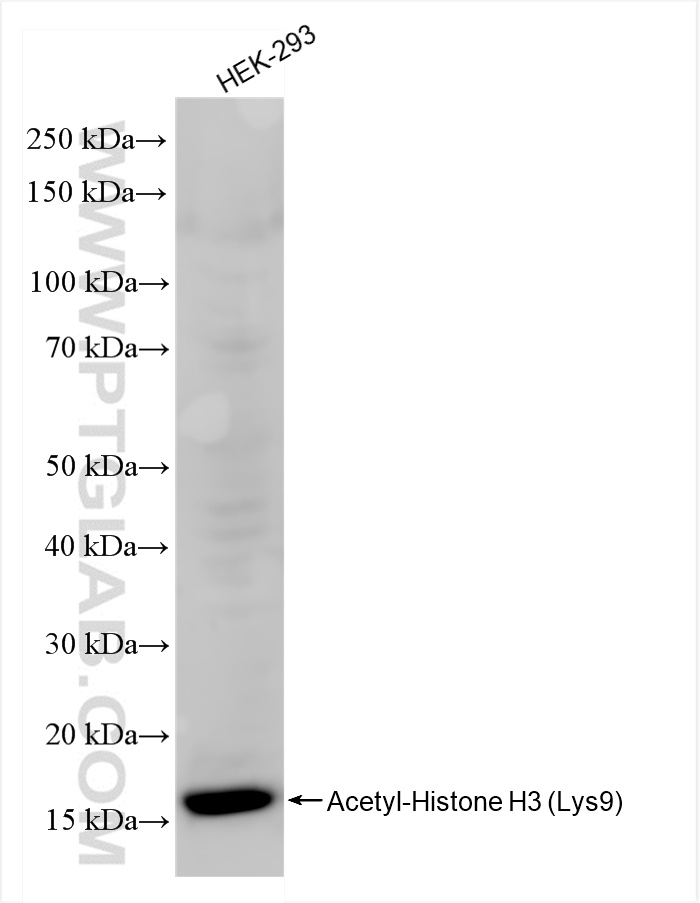 WB analysis of HEK-293 using 84543-1-RR (same clone as 84543-1-PBS)