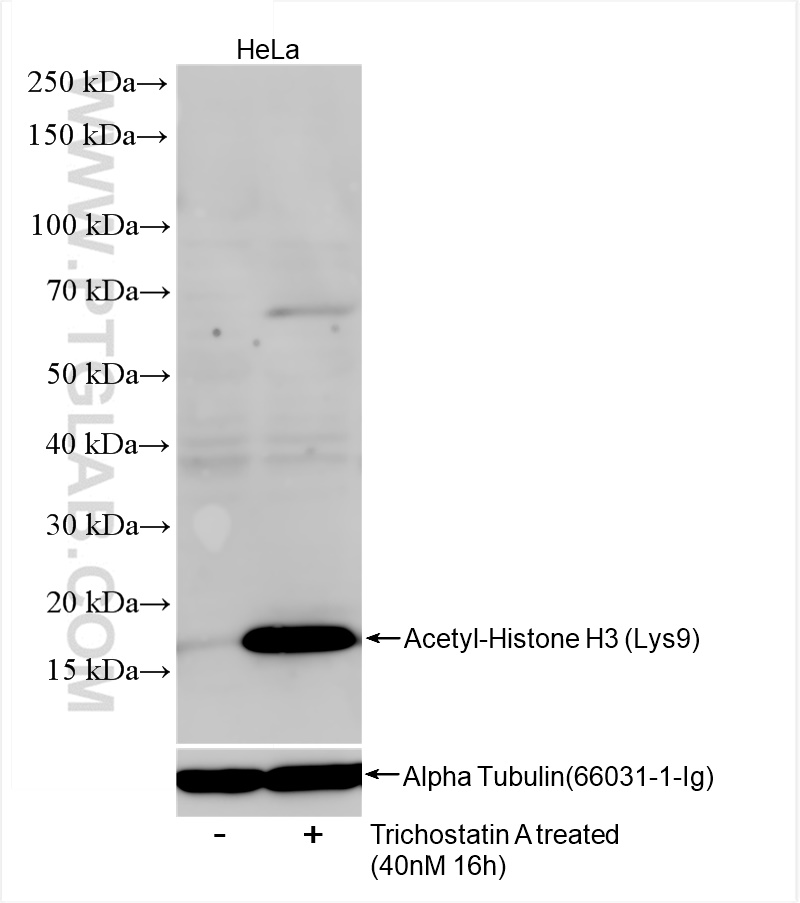 WB analysis of HeLa using 84543-1-RR