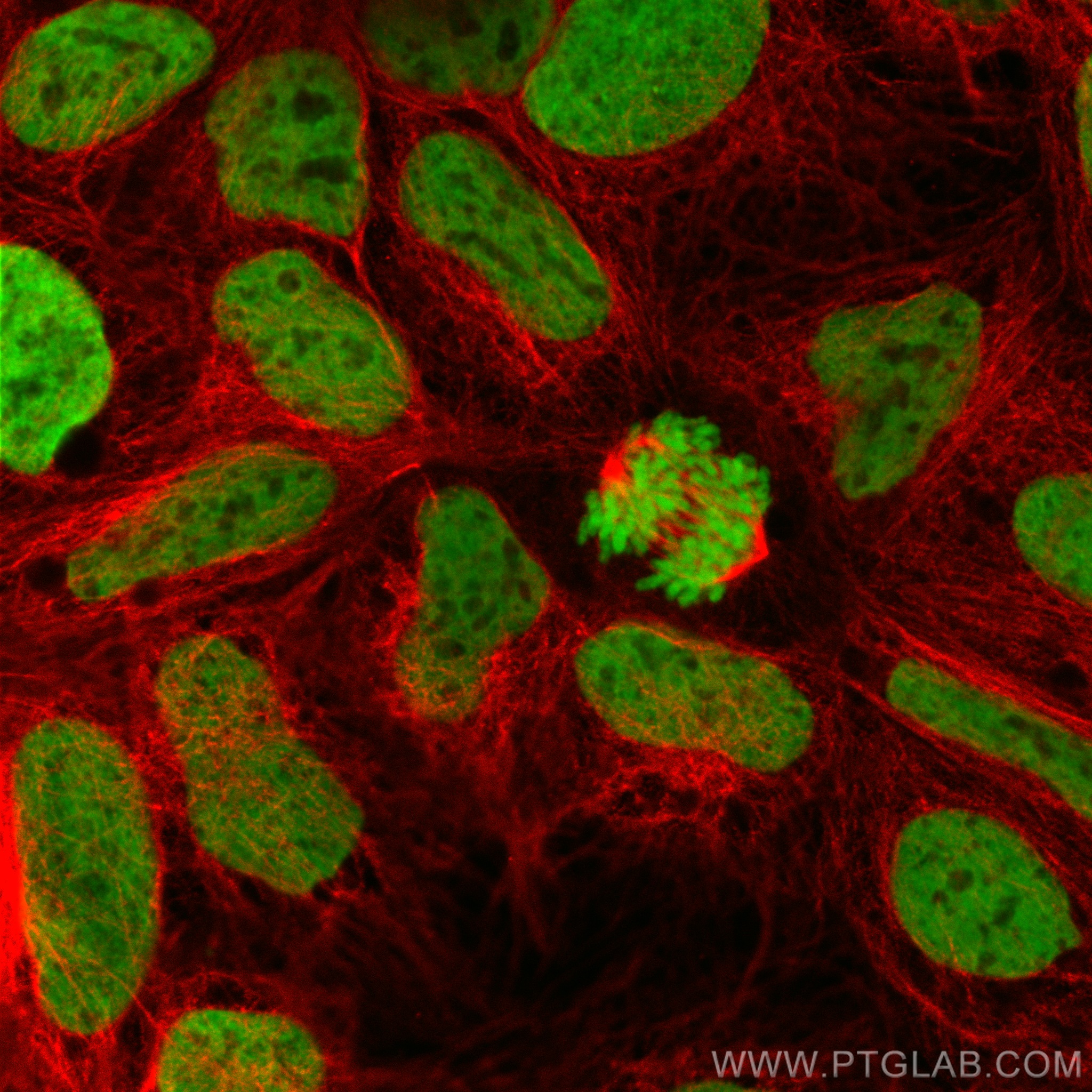 IF Staining of Caco-2 using 83095-1-RR