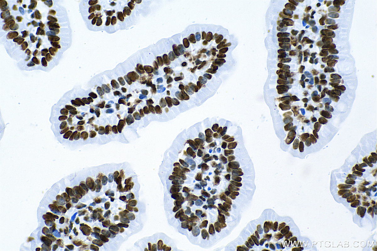 IHC staining of mouse small intestine using 83095-1-RR