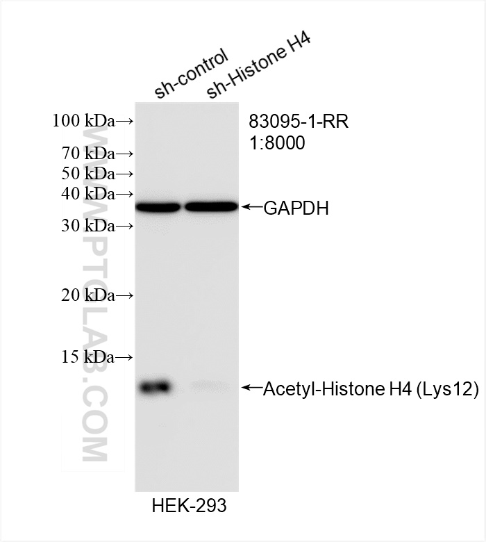 WB analysis of HEK-293 using 83095-1-RR