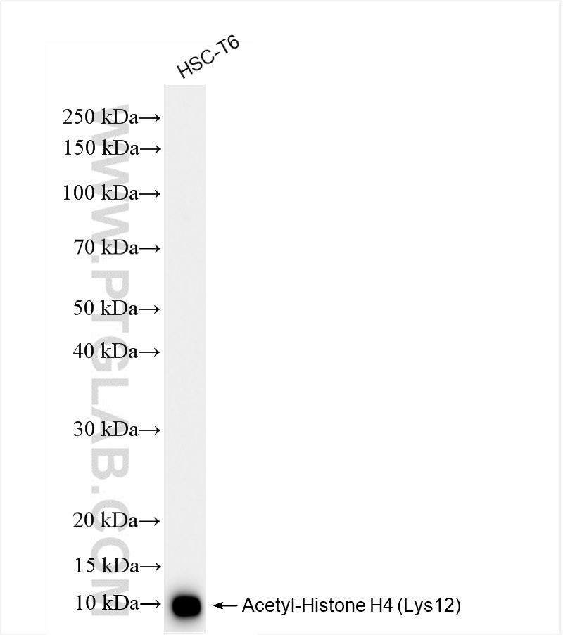 WB analysis of HSC-T6 using 83095-1-RR