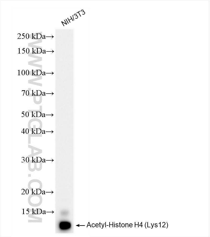 WB analysis of NIH/3T3 using 83095-1-RR