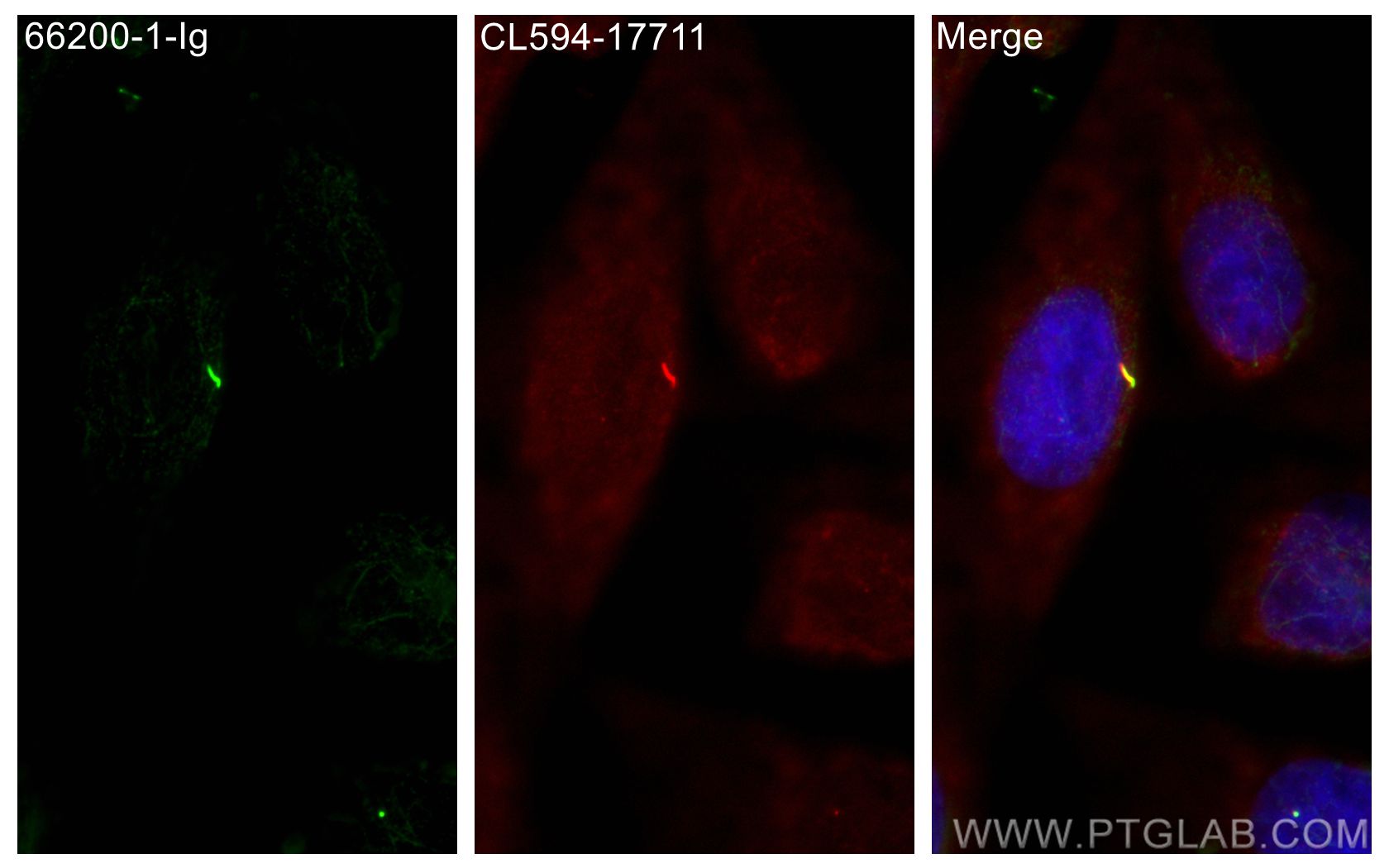 IF Staining of MDCK using 66200-1-Ig