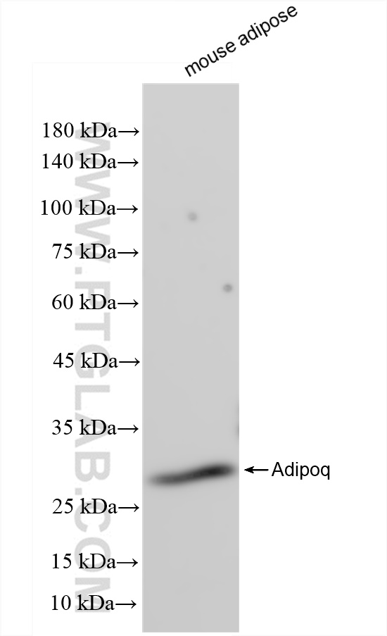 WB analysis of mouse adipose using 83525-2-RR