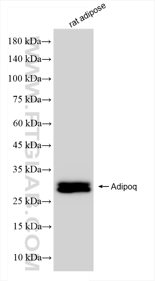 WB analysis of rat adipose using 83525-2-RR (same clone as 83525-2-PBS)