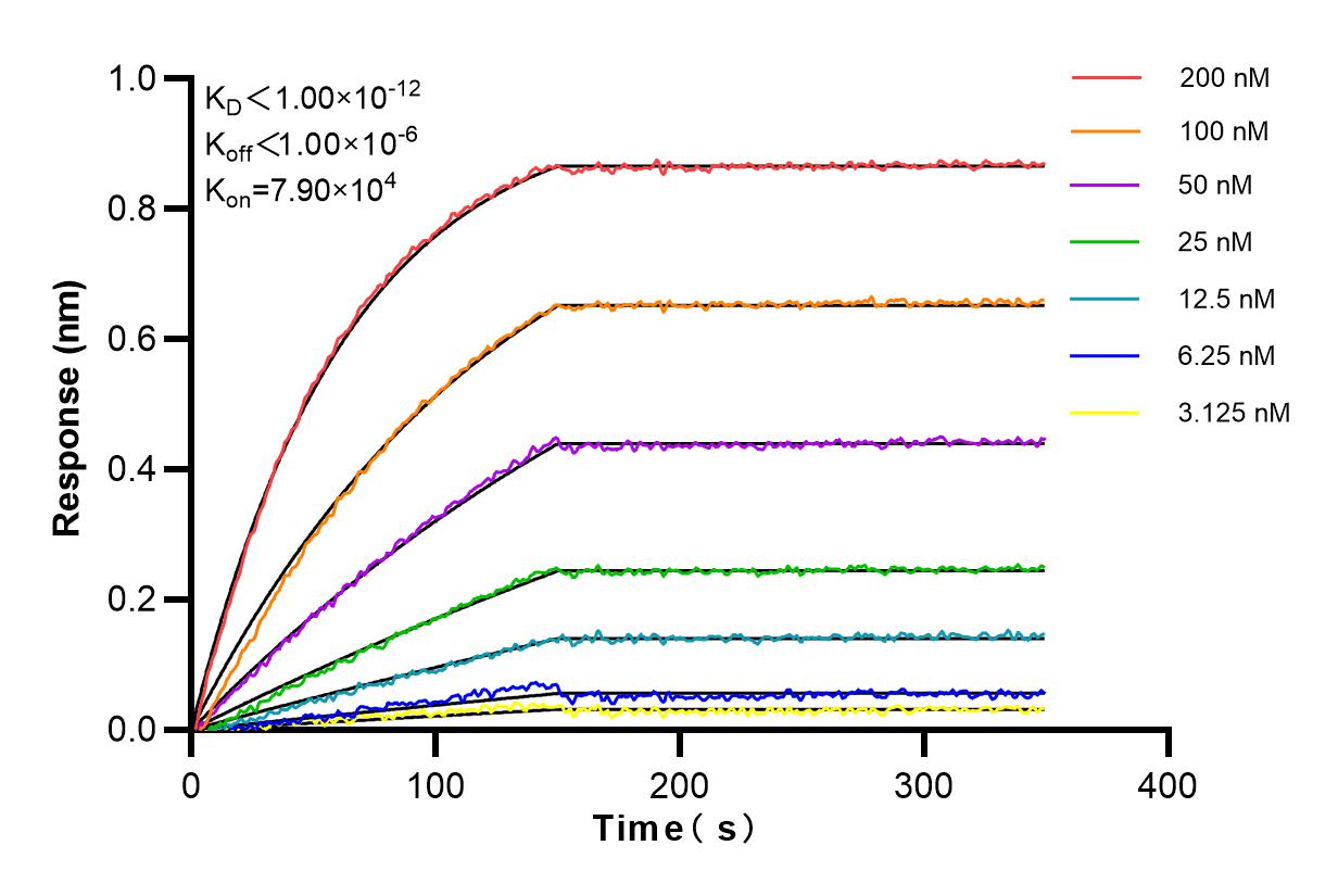 Affinity and Kinetic Characterization of 80002-1-RR