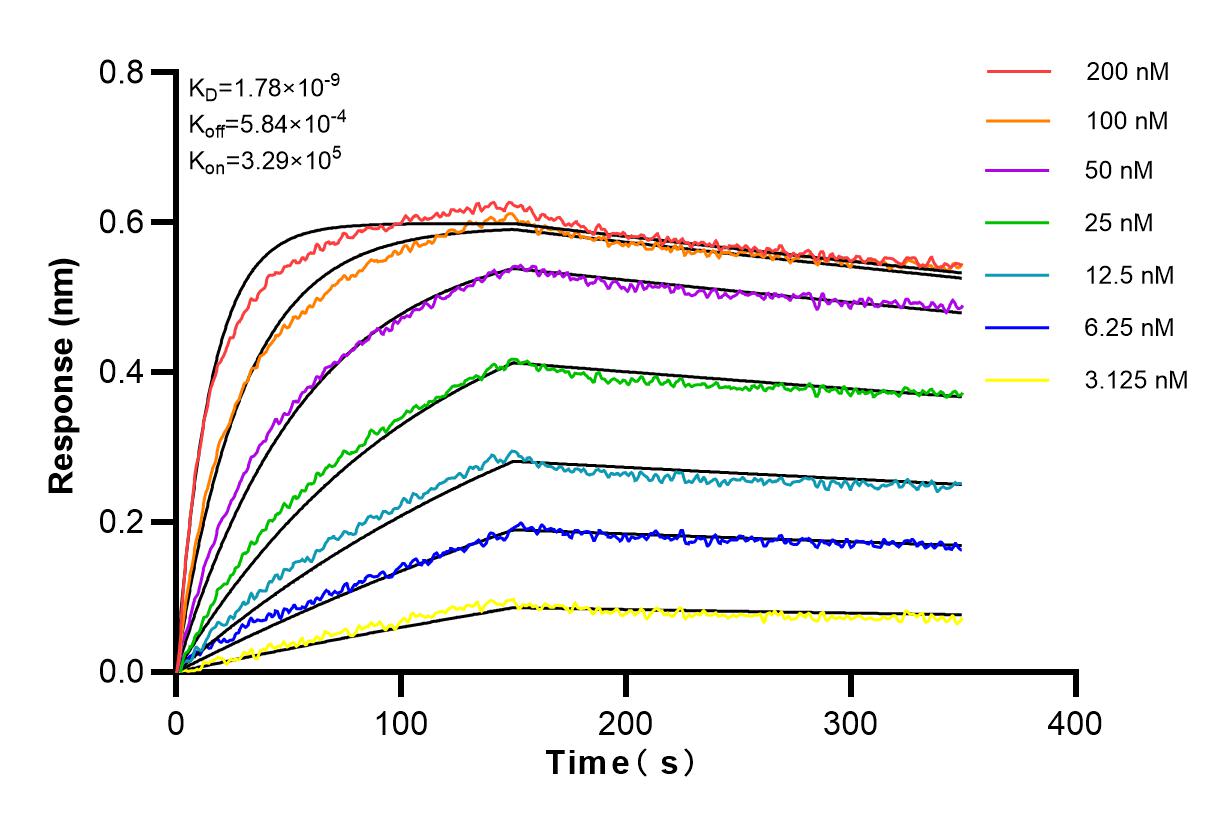 Affinity and Kinetic Characterization of 80009-1-RR