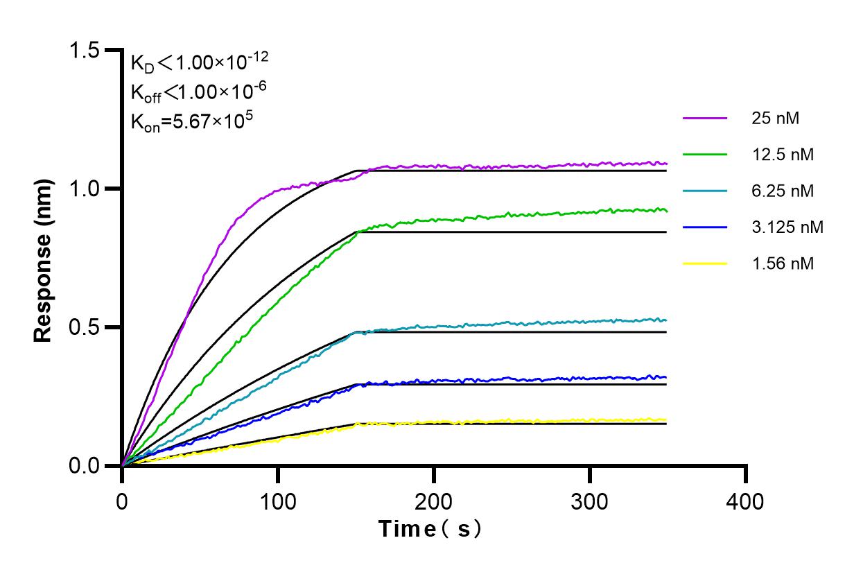 Affinity and Kinetic Characterization of 80026-1-RR