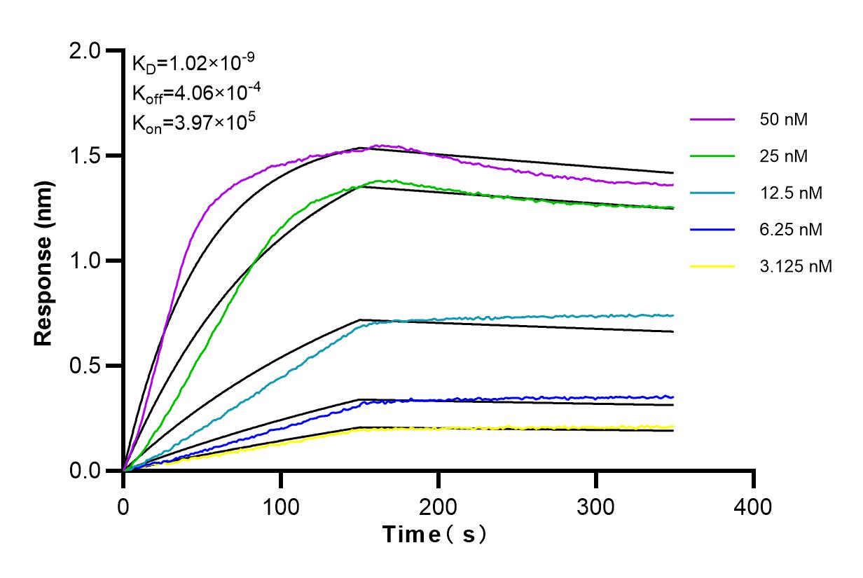 Affinity and Kinetic Characterization of 80027-1-RR