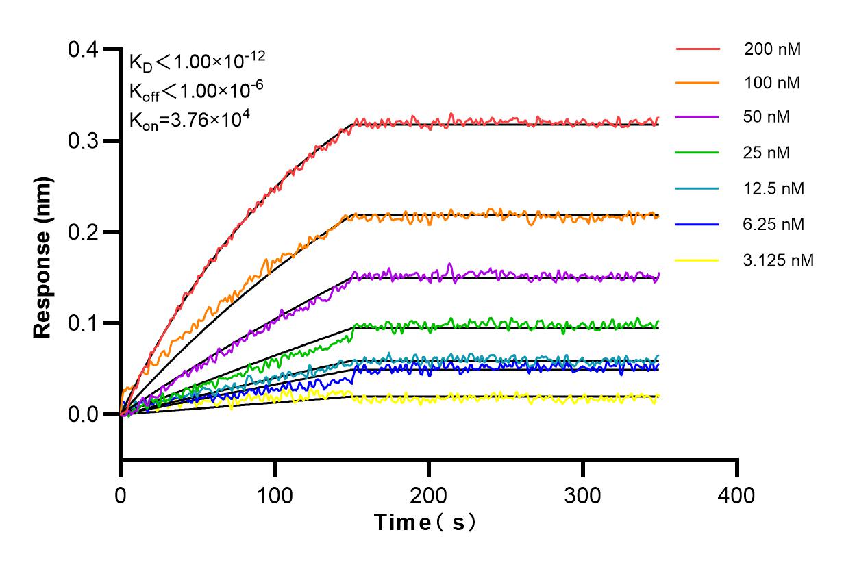 Affinity and Kinetic Characterization of 80258-6-RR