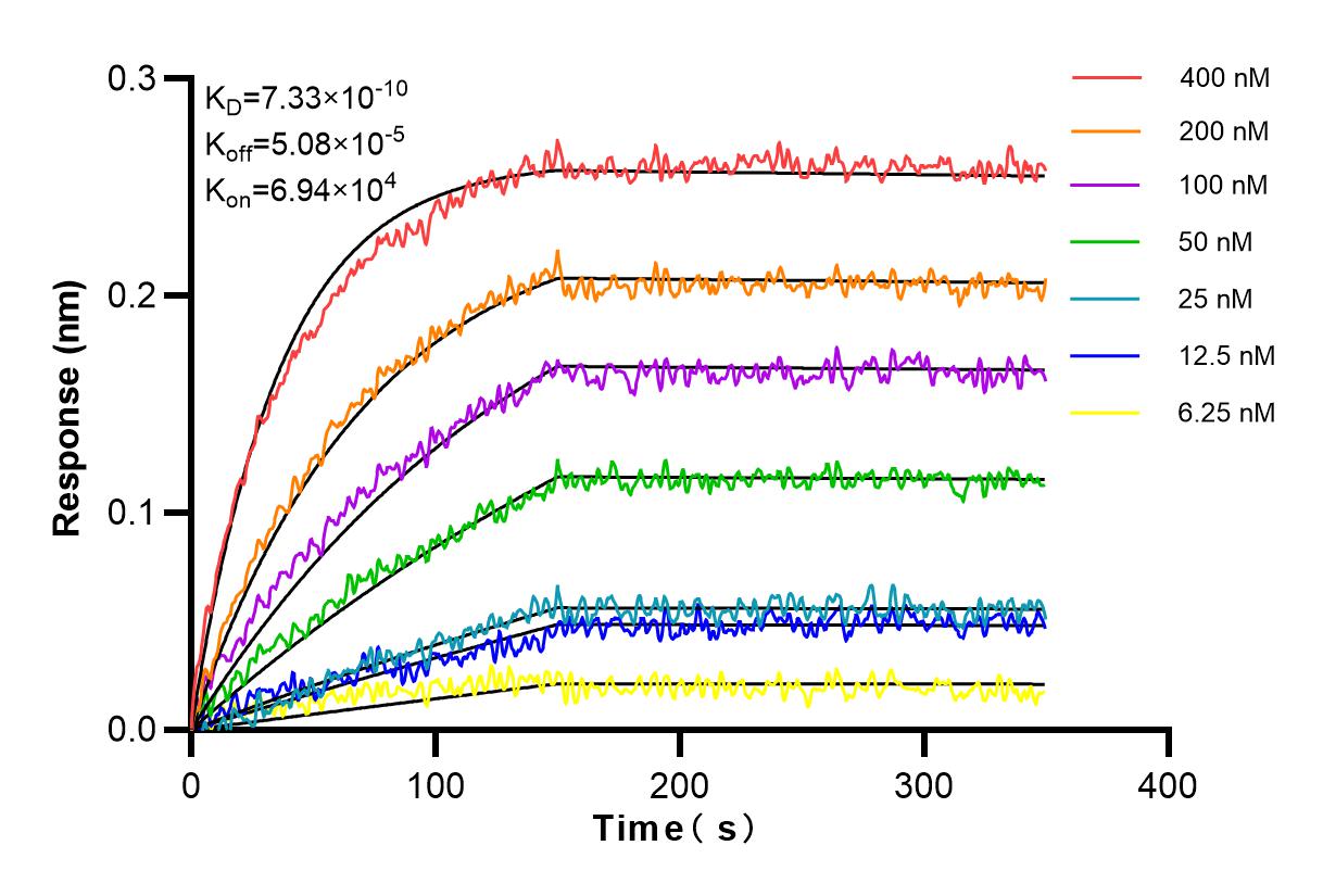 Affinity and Kinetic Characterization of 80297-1-RR