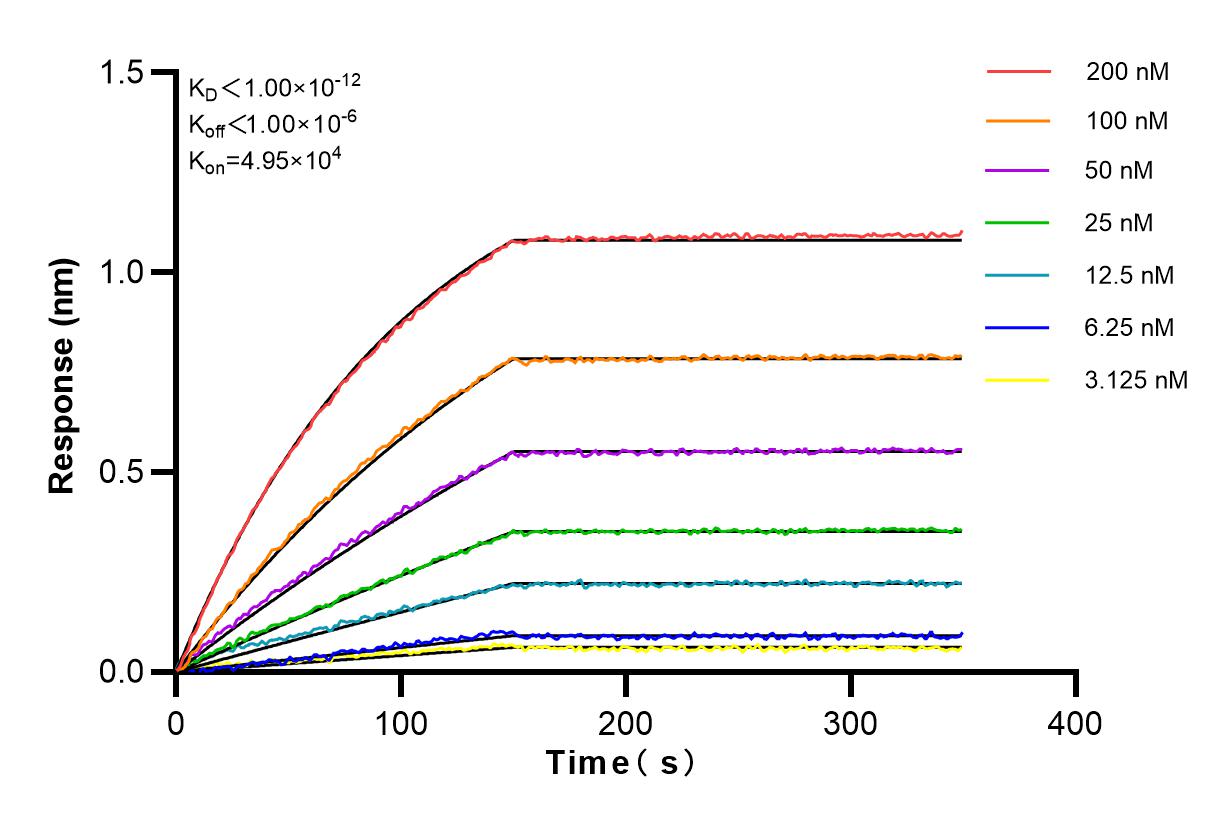 Affinity and Kinetic Characterization of 80301-1-RR