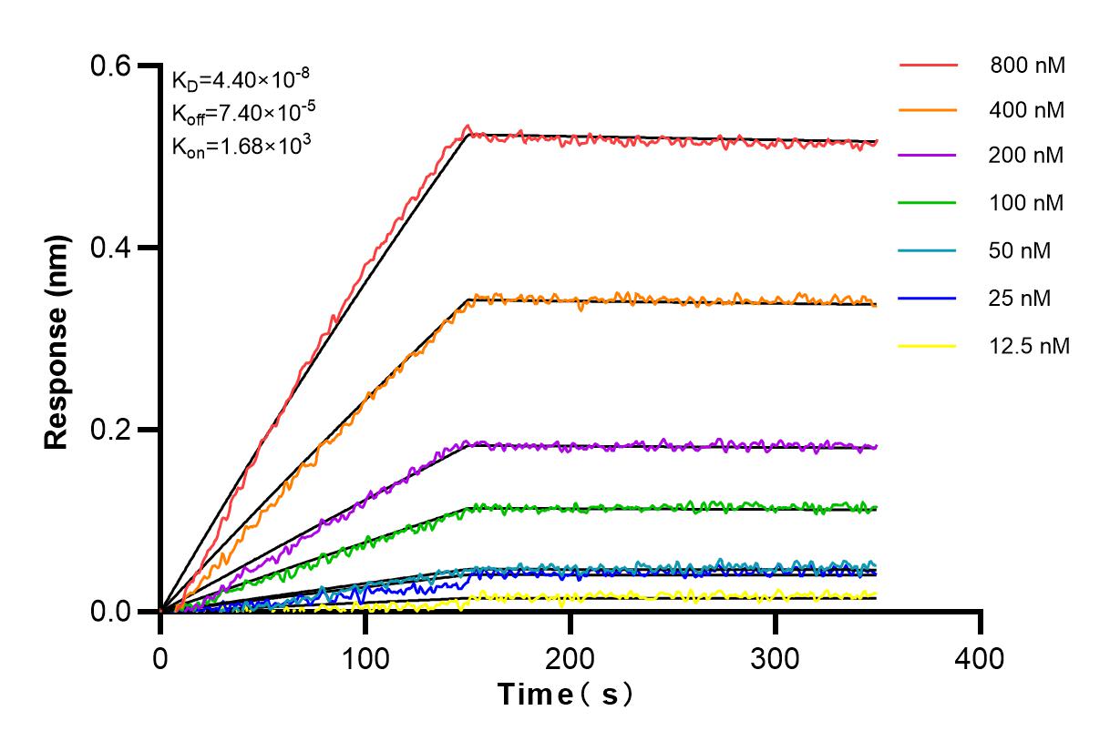 Affinity and Kinetic Characterization of 80323-1-RR