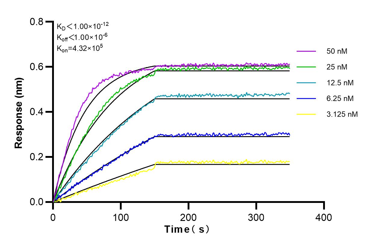 Affinity and Kinetic Characterization of 80501-1-RR