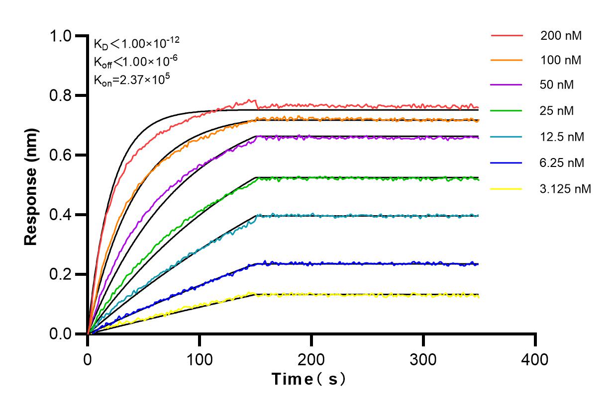 Affinity and Kinetic Characterization of 80530-1-RR