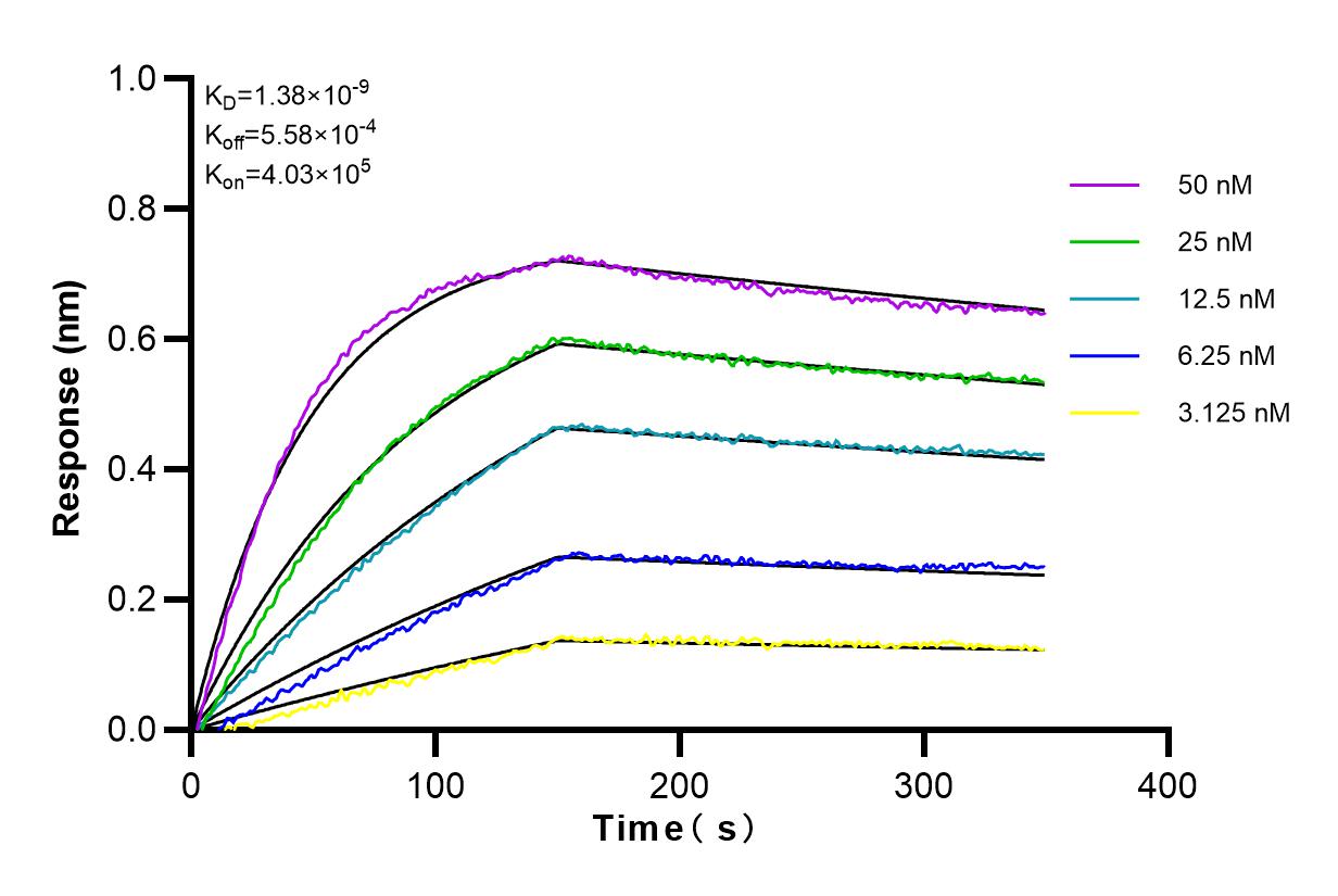 Affinity and Kinetic Characterization of 80721-1-RR