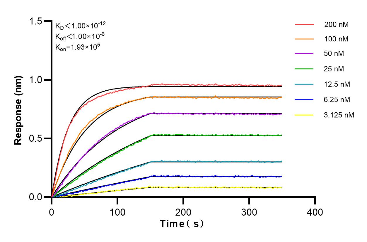 Affinity and Kinetic Characterization of 80756-1-RR